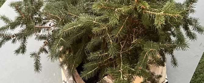 Un pequeño abeto de Navidad en maceta, cubierto por una bolsa de tela reutilizable de color blanco con un círculo rojo y detalles negros, colocada sobre una mesa gris junto al césped.